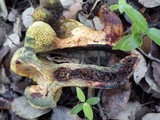 Boletus roseoalbidus image