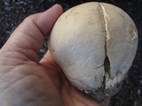 Calvatia cyathiformis image