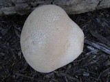 Calvatia cyathiformis image
