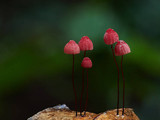 Marasmius pulcherripes image