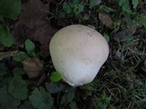 Calvatia cyathiformis subsp. cyathiformis image
