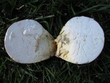 Calvatia cyathiformis subsp. cyathiformis image