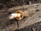 Lactarius volemus image