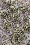 Ramalina complanata image