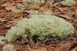 Cladonia subtenuis image