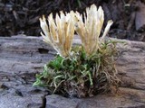 Tremellodendron pallidum image