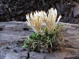 Tremellodendron pallidum image
