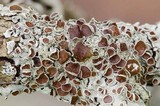 Bulbothrix confoederata image