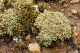 Cladonia strepsilis image
