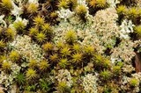 Cladonia strepsilis image
