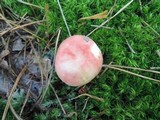 Russula silvestris image