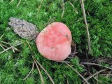 Russula silvestris image