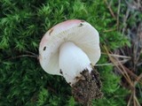Russula silvestris image