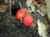 Hygrocybe punicea image