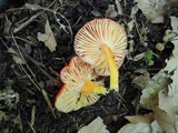 Hygrocybe punicea image
