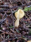 Spathularia flavida image