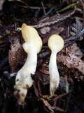 Spathularia flavida image