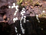 Helicogloea compressa image