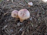 Chroogomphus tomentosus image