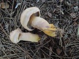 Chroogomphus tomentosus image