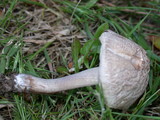 Panaeolus cinctulus image