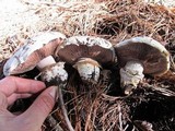 Agaricus bitorquis image