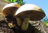 Hemipholiota populnea image