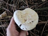 Agaricus bitorquis image