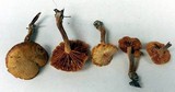 Gymnopilus lepidotus image