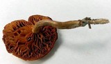 Gymnopilus lepidotus image