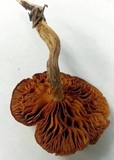 Gymnopilus lepidotus image