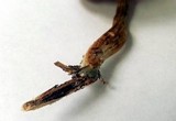 Gymnopilus lepidotus image