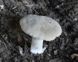 Entoloma abortivum image