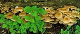 Pleurotus cornucopiae image