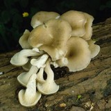Pleurotus cornucopiae image