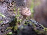 Cystoagaricus hirtosquamulosus image