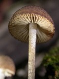Cystoagaricus hirtosquamulosus image