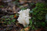Sebacina sparassoidea image