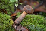 Boletus luridus image