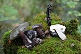 Tylopilus plumbeoviolaceus image