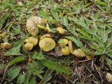 Entoloma incanum image