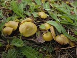 Entoloma incanum image