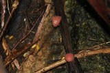 Cookeina tricholoma image
