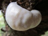 Reticularia lycoperdon image