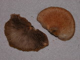 Crepidotus crocophyllus image
