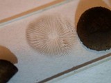 Cystoagaricus hirtosquamulosus image