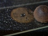 Cystoagaricus hirtosquamulosus image