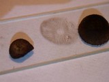 Cystoagaricus hirtosquamulosus image