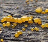 Dacrymyces capitatus image