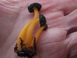 Leotia viscosa image